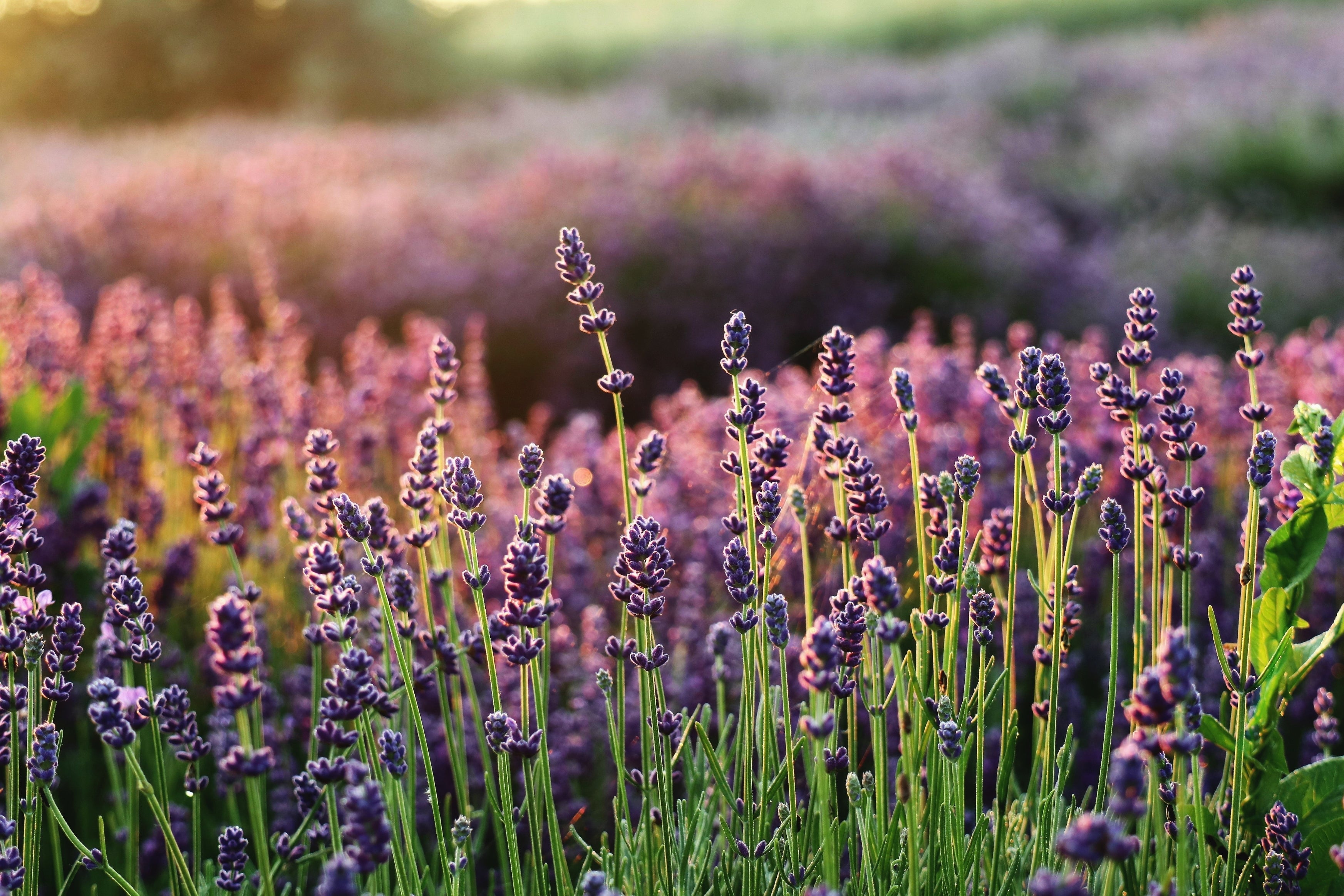 9 formas de usar o óleo essencial de lavanda