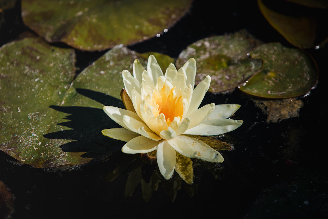 Natureza flor de lotus